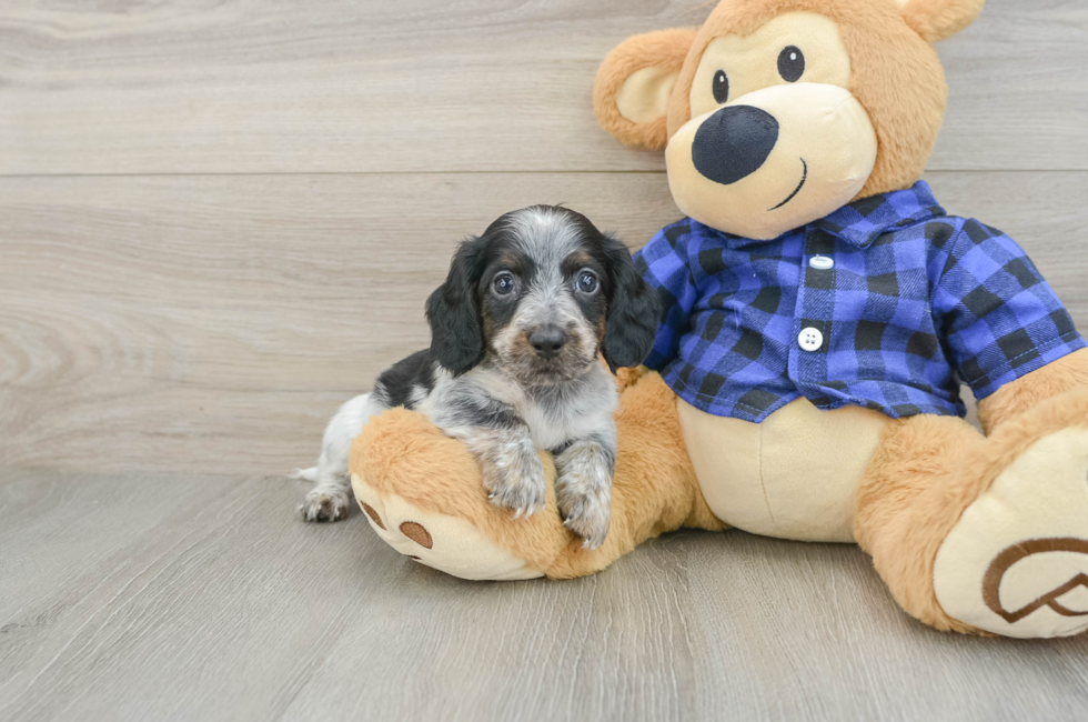 5 week old Dachshund Puppy For Sale - Lone Star Pups