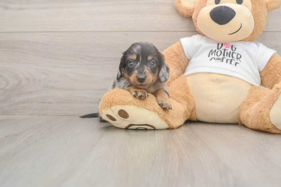 Meet Lynyard - our Dachshund Puppy Photo  1/3 - Lone Star Pups Cute Doxie Purebred Puppy