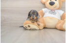 Meet Lynyard - our Dachshund Puppy Photo  1/3 - Lone Star Pups Cute Doxie Purebred Puppy
