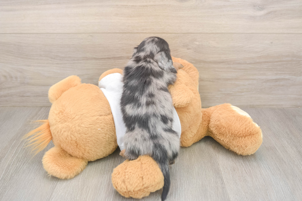 Meet Lynyard - our Dachshund Puppy Photo  3/3 - Lone Star Pups Dachshund Puppy for Adoption