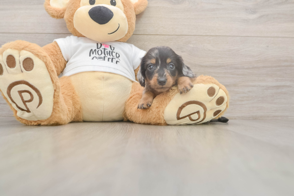 Meet Lynyard - our Dachshund Puppy Photo  2/3 - Lone Star Pups Dachshund Puppy for Adoption