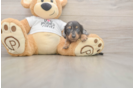 Meet Lynyard - our Dachshund Puppy Photo  2/3 - Lone Star Pups Dachshund Puppy for Adoption