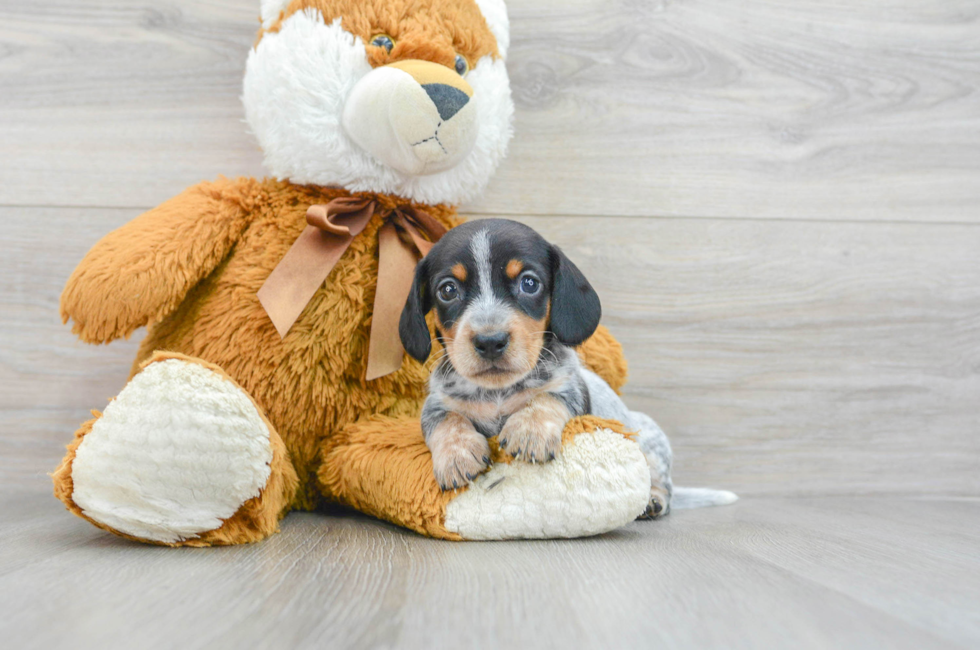 5 week old Dachshund Puppy For Sale - Lone Star Pups
