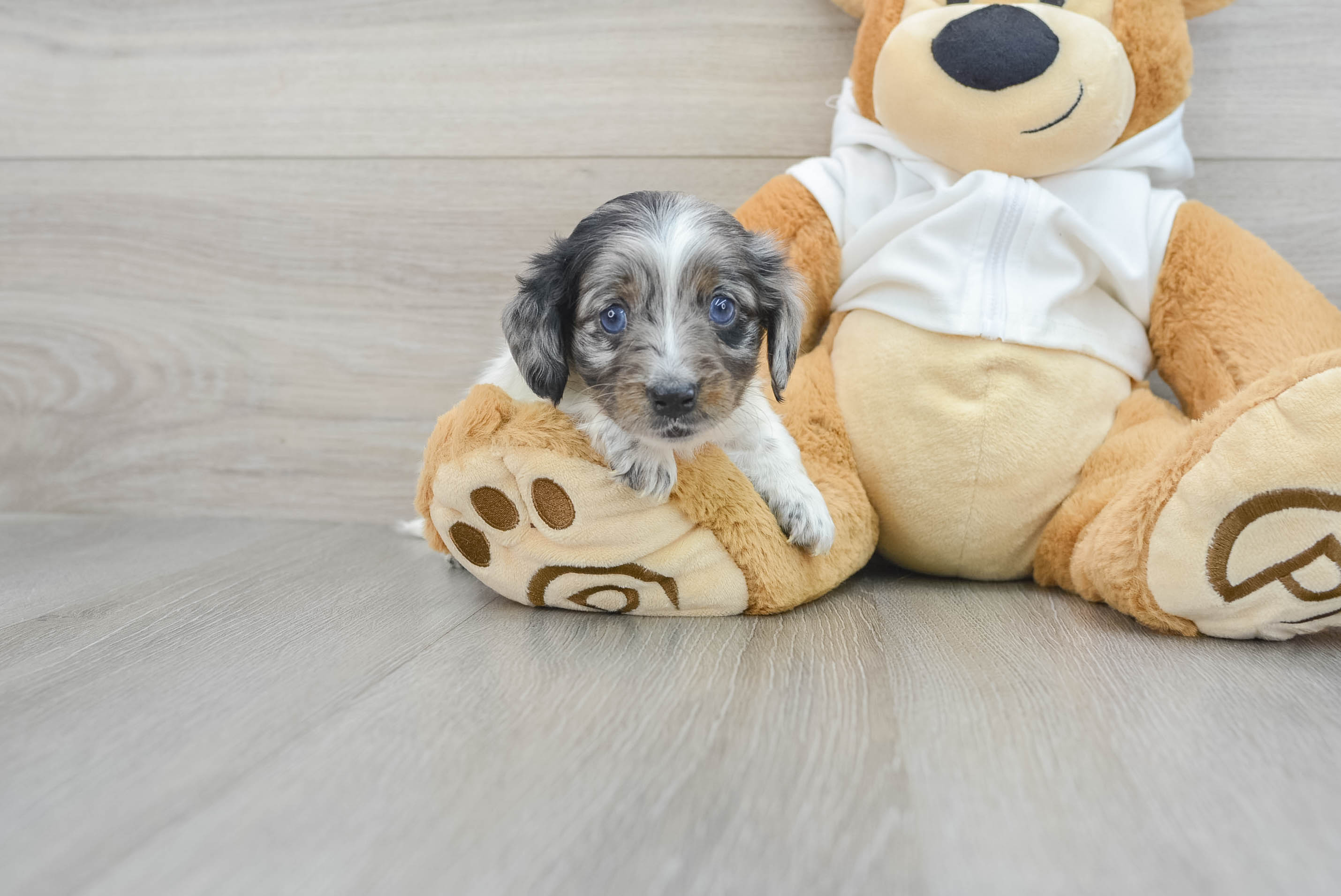Dachshund Pup Being Cute