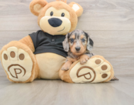 5 week old Dachshund Puppy For Sale - Lone Star Pups