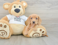 5 week old Dachshund Puppy For Sale - Lone Star Pups