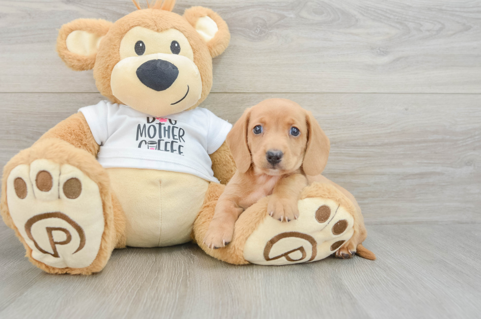 6 week old Dachshund Puppy For Sale - Lone Star Pups
