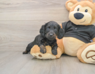 5 week old Dachshund Puppy For Sale - Lone Star Pups