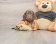6 week old Dachshund Puppy For Sale - Lone Star Pups