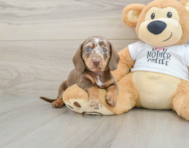 5 week old Dachshund Puppy For Sale - Lone Star Pups
