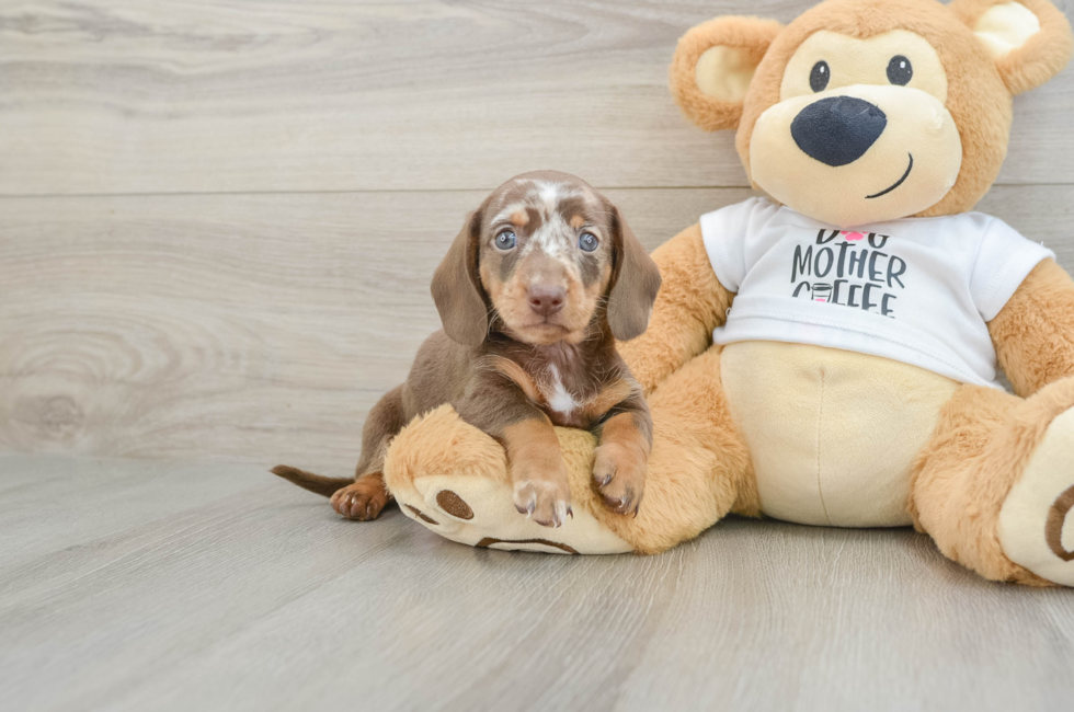 6 week old Dachshund Puppy For Sale - Lone Star Pups