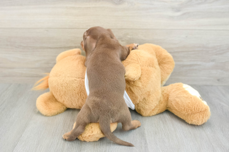 Meet Meza - our Dachshund Puppy Photo 2/3 - Lone Star Pups