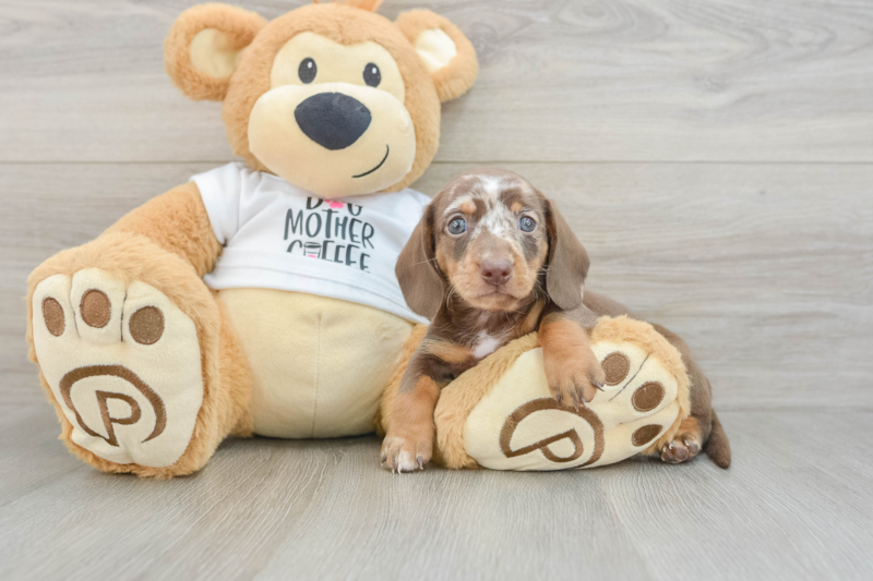 Meet Meza - our Dachshund Puppy Photo 3/3 - Lone Star Pups