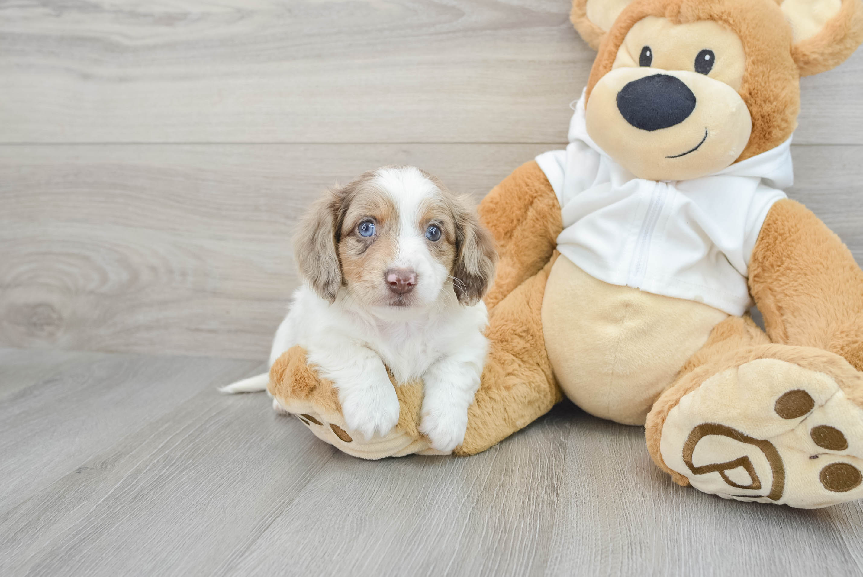 Best Dachshund Baby