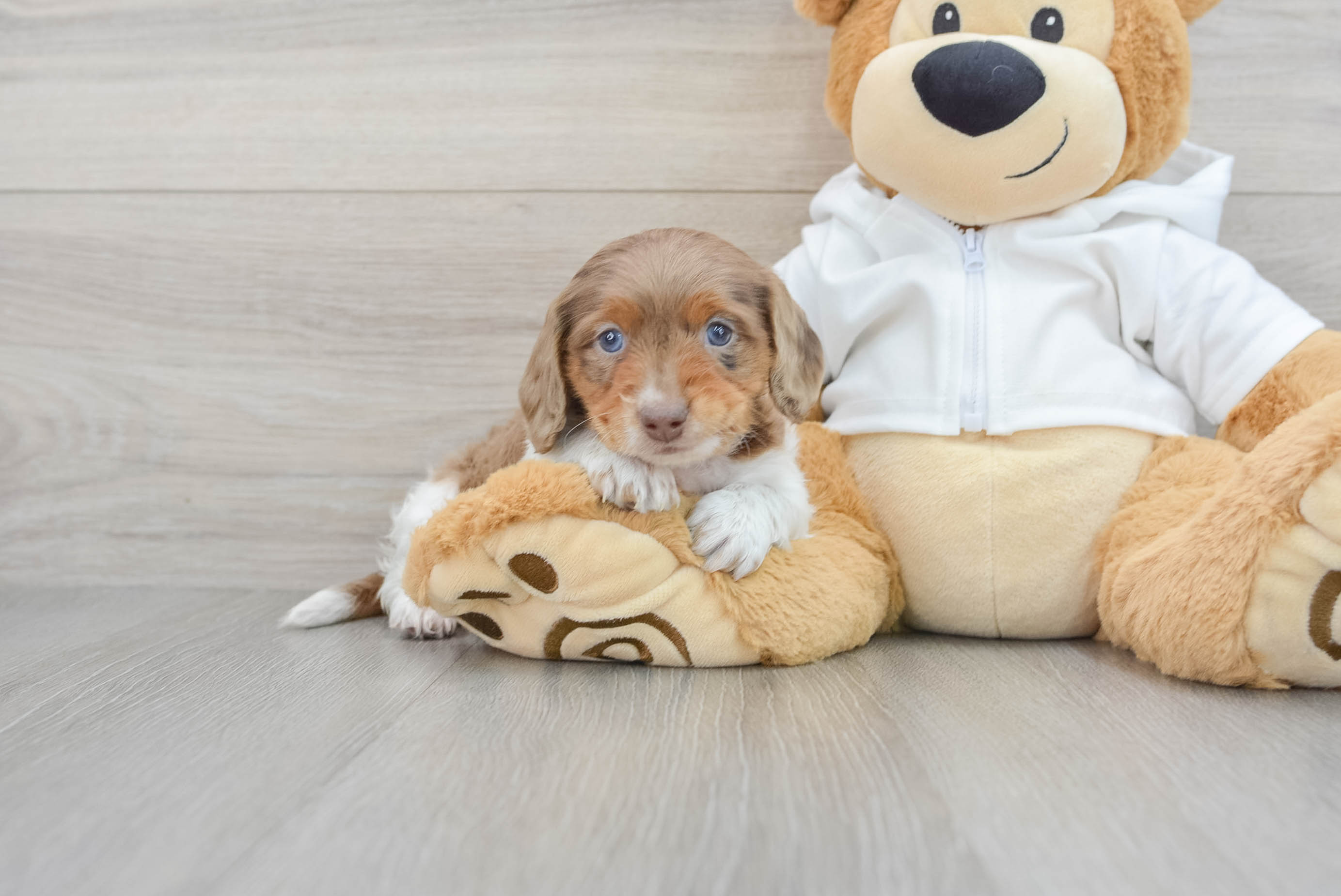 Dachshund Pup Being Cute