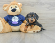 7 week old Dachshund Puppy For Sale - Lone Star Pups