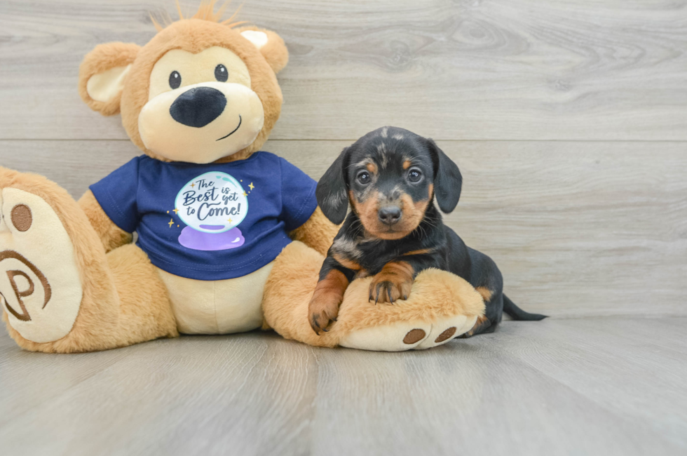 7 week old Dachshund Puppy For Sale - Lone Star Pups