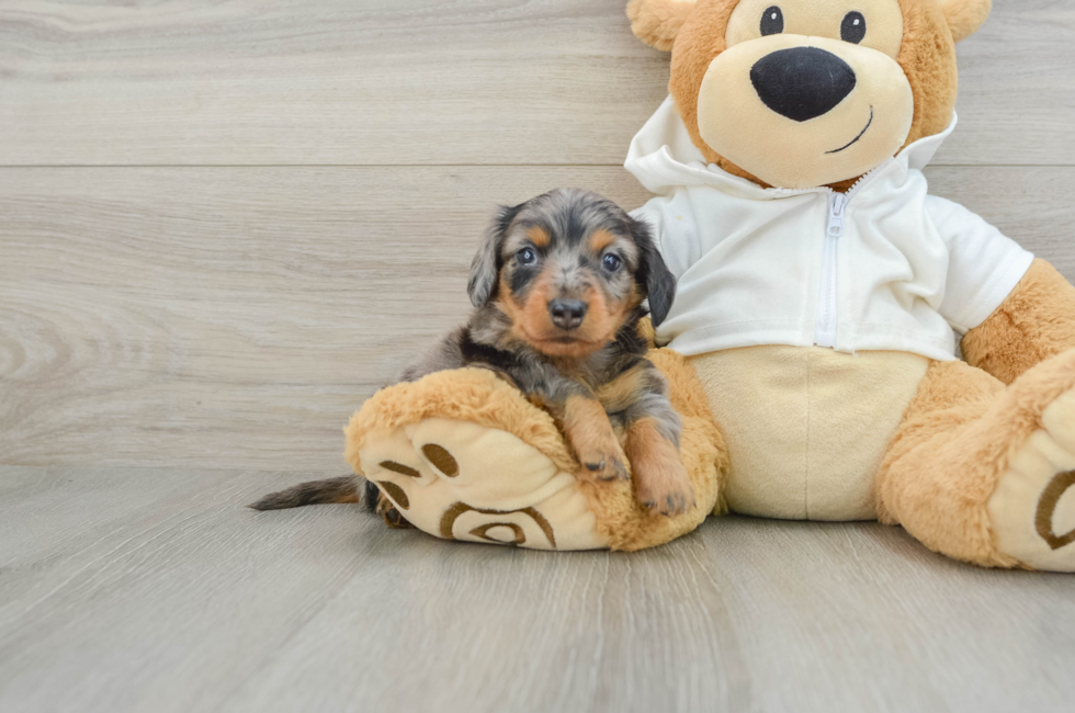 6 week old Dachshund Puppy For Sale - Lone Star Pups