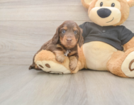 5 week old Dachshund Puppy For Sale - Lone Star Pups