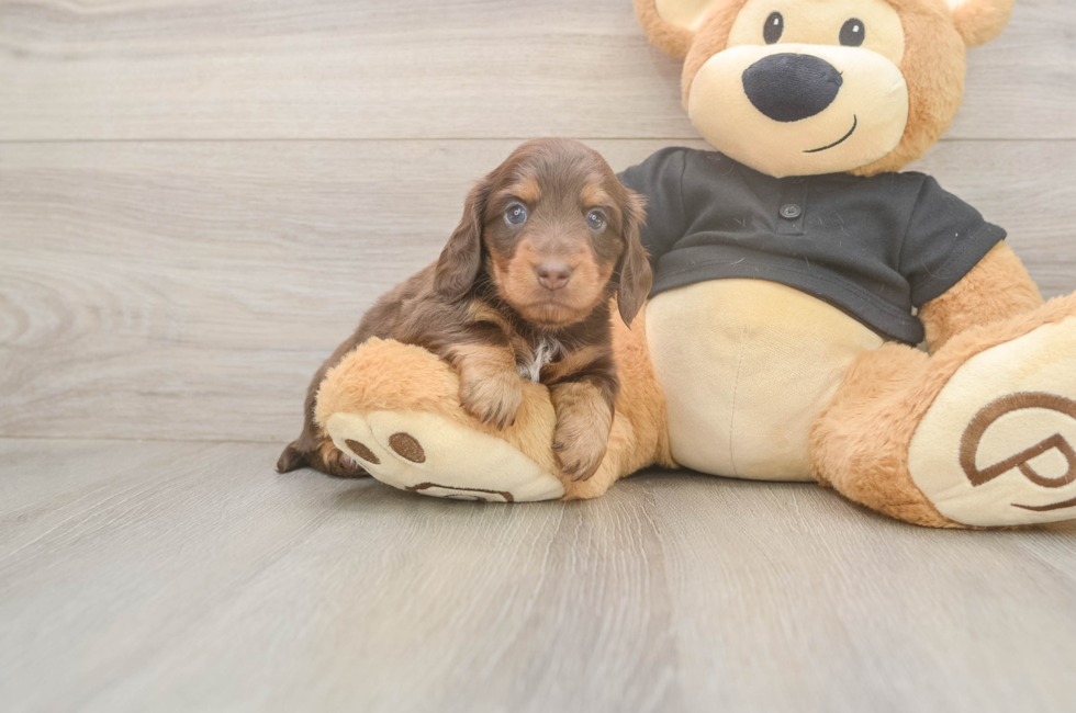 6 week old Dachshund Puppy For Sale - Lone Star Pups