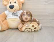 5 week old Dachshund Puppy For Sale - Lone Star Pups