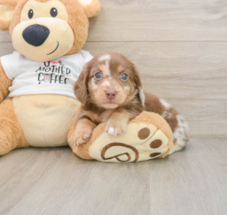 7 week old Dachshund Puppy For Sale - Lone Star Pups