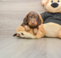 5 week old Dachshund Puppy For Sale - Lone Star Pups