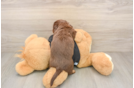 Dachshund Pup Being Cute