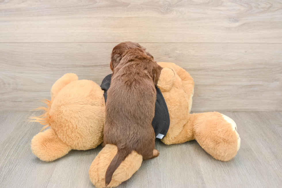 Dachshund Pup Being Cute