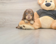 5 week old Dachshund Puppy For Sale - Lone Star Pups