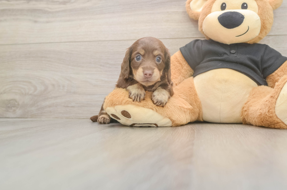 6 week old Dachshund Puppy For Sale - Lone Star Pups