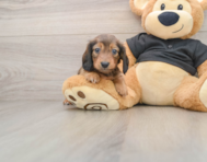 5 week old Dachshund Puppy For Sale - Lone Star Pups