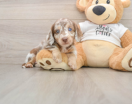 5 week old Dachshund Puppy For Sale - Lone Star Pups