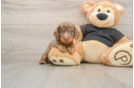 Cute Dachshund Baby