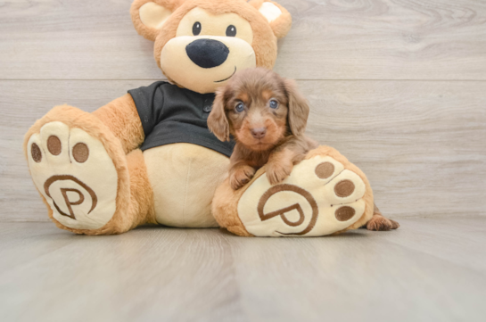 Cute Doxie Purebred Puppy