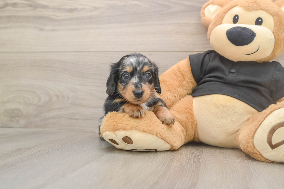 Cute Doxie Purebred Puppy