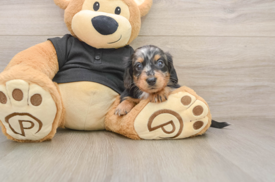 PICKLES, a Dachshund littermate