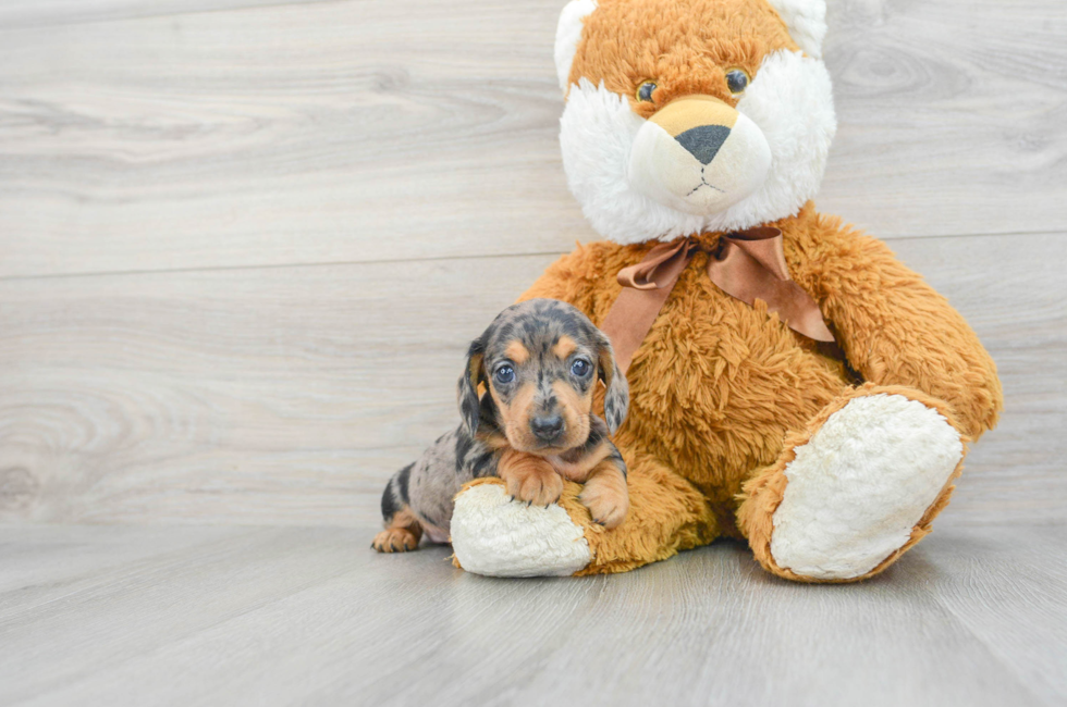 6 week old Dachshund Puppy For Sale - Lone Star Pups