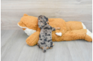 Cute Dachshund Purebred Puppy