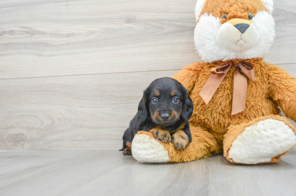 6 week old Dachshund Puppy For Sale - Lone Star Pups