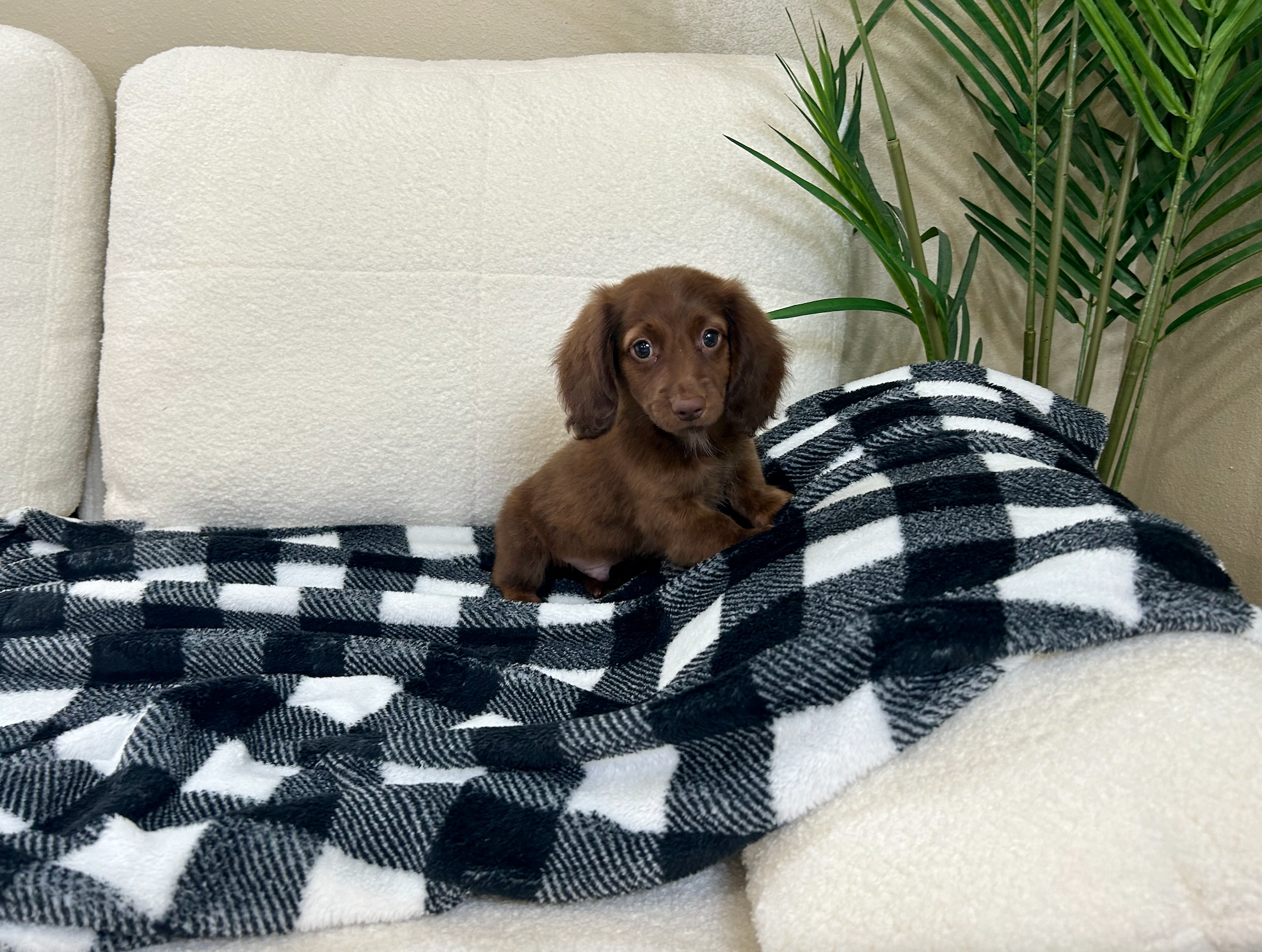 Dachshund Pup Being Cute