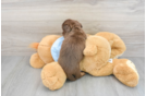 Cute Dachshund Baby