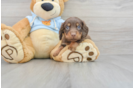 Cute Dachshund Purebred Puppy