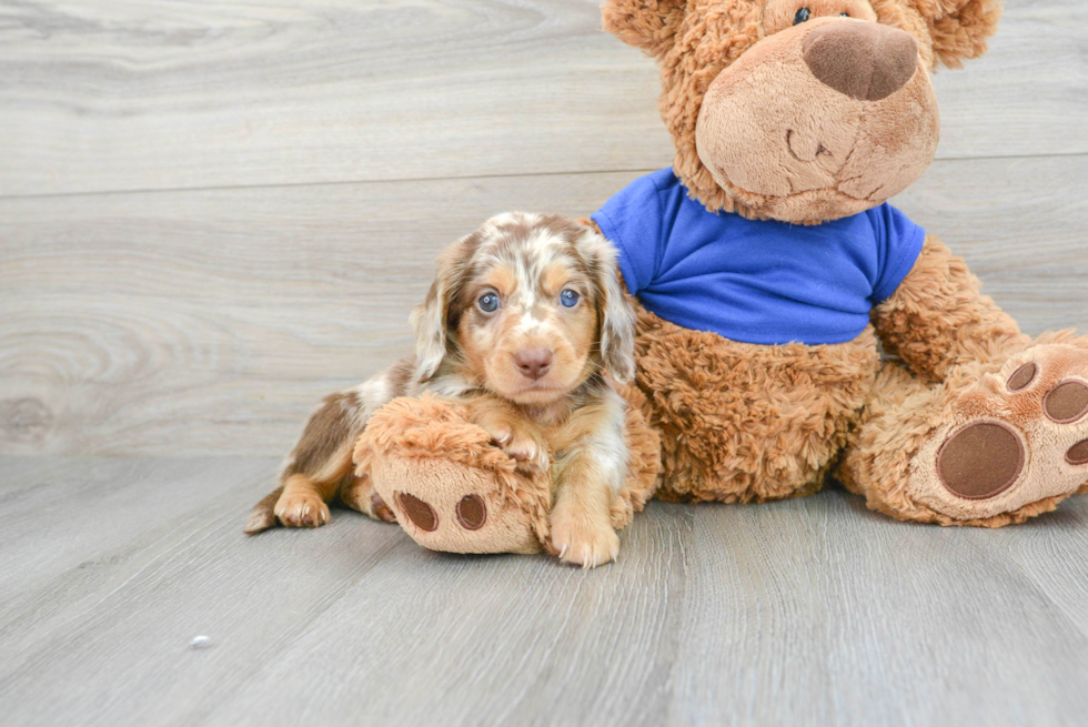 Cute Dachshund Purebred Pup