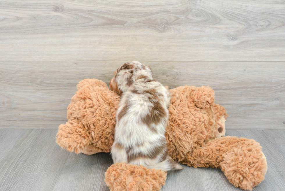 Cute Dachshund Purebred Pup