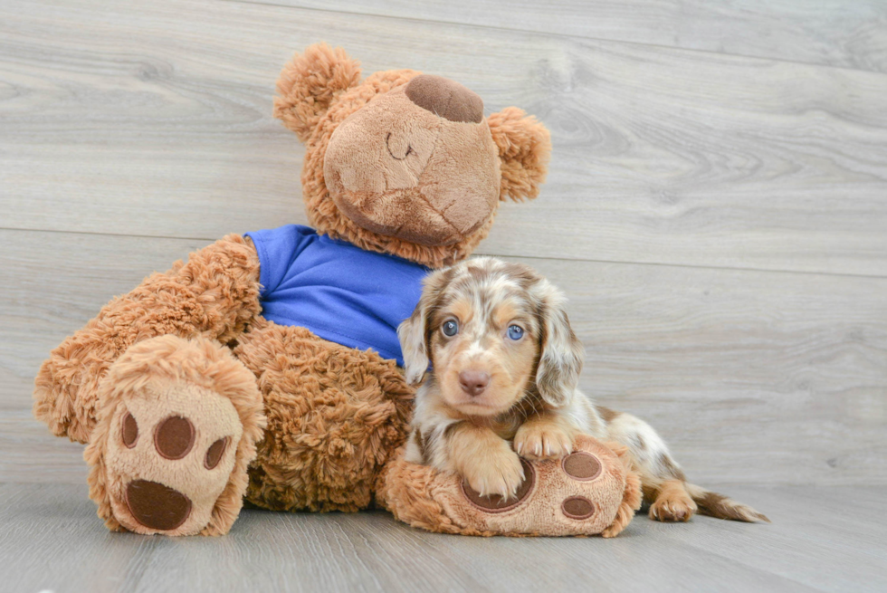 Cute Dachshund Baby