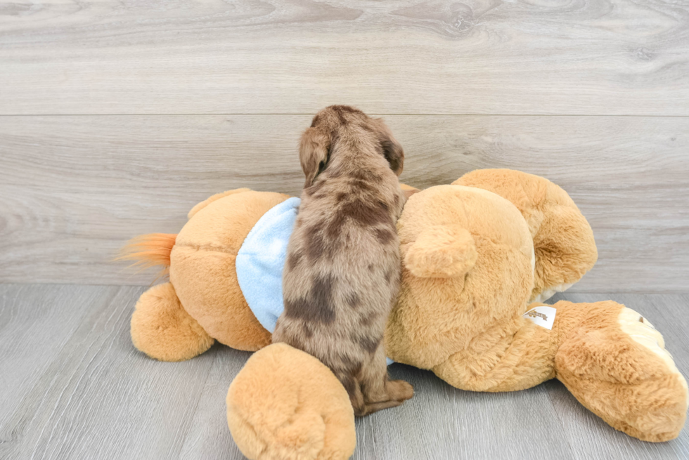 Dachshund Pup Being Cute