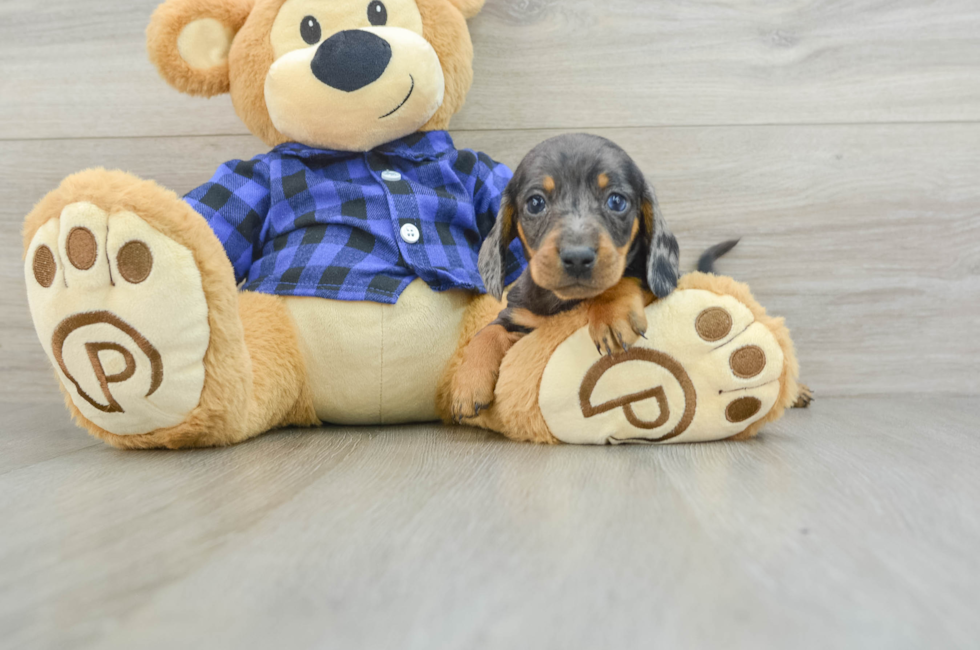 8 week old Dachshund Puppy For Sale - Lone Star Pups