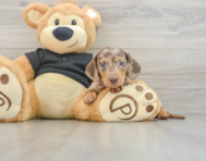 5 week old Dachshund Puppy For Sale - Lone Star Pups