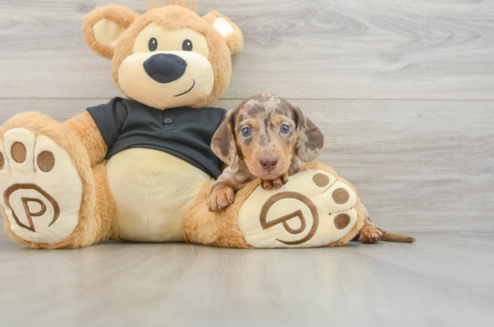 5 week old Dachshund Puppy For Sale - Lone Star Pups